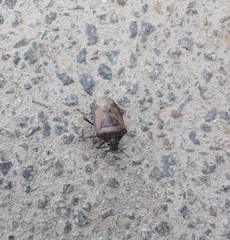 Rhaphigaster nebulosa