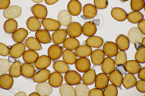 Uromyces rumicis