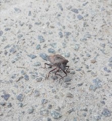 Rhaphigaster nebulosa