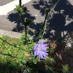 Cichorium intybus