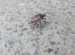 Rhaphigaster nebulosa