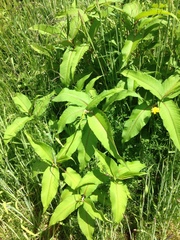 Koenigia polystachya