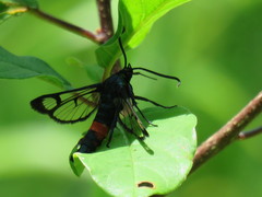 Synanthedon stomoxiformis