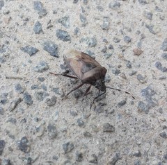 Rhaphigaster nebulosa