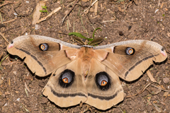 Antheraea oculea