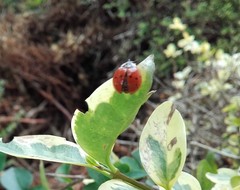 Harmonia axyridis
