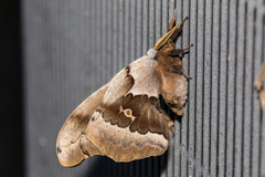 Antheraea oculea