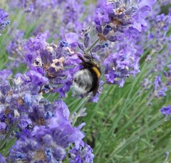 Bombus