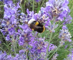 Bombus