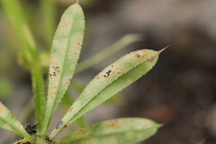 Puccinia difformis