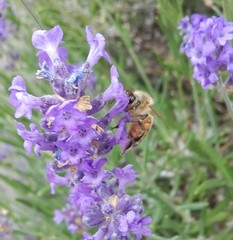 Apis mellifera