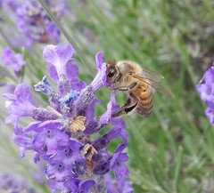 Apis mellifera