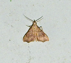 Redectis pygmaea