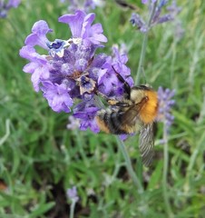 Bombus pascuorum