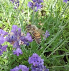 Apis mellifera