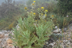 Scolymus