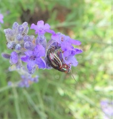 Chrysolina americana
