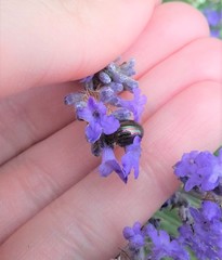 Chrysolina americana