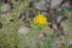 Scolymus