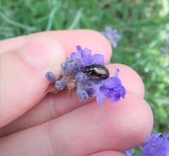 Chrysolina americana