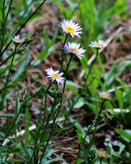 Erigeron algidus