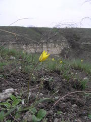 Tulipa sylvestris australis