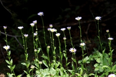Erigeron algidus