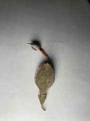 Aquilaria sinensis