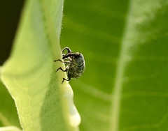 Rhyssomatus lineaticollis