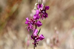 Clarkia virgata