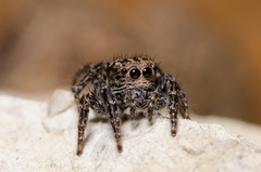 Habronattus fallax