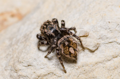 Habronattus fallax