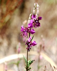Clarkia virgata