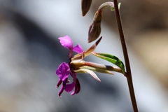 Clarkia virgata
