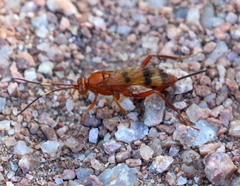 Compsocryptus calipterus