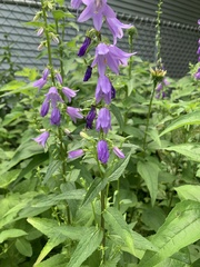 Campanula trachelium