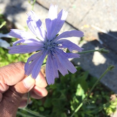 Cichorium intybus