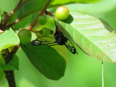 Synanthedon stomoxiformis