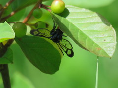 Synanthedon stomoxiformis