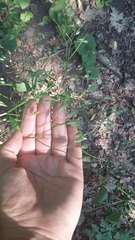 Lapsana communis intermedia