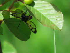 Synanthedon stomoxiformis
