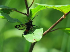 Synanthedon stomoxiformis