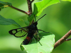 Synanthedon stomoxiformis