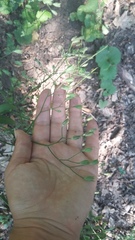 Lapsana communis intermedia