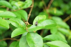 Taedia