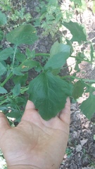 Lapsana communis intermedia