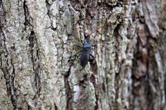 Acanthocephala terminalis