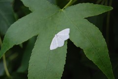 Lepidoptera