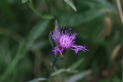 Centaurea jacea jacea