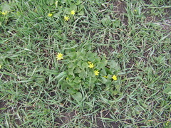 Ficaria verna calthifolia